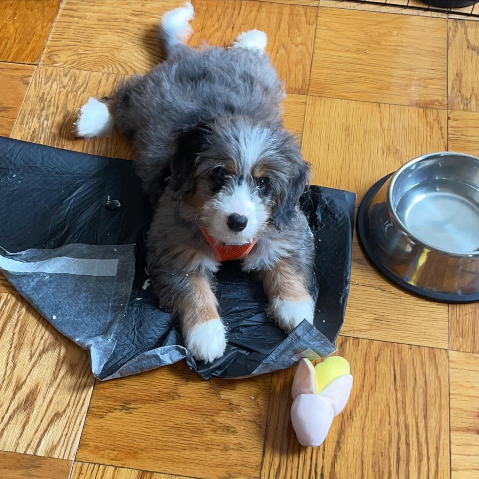 Mini Bernedoodle Being Cute