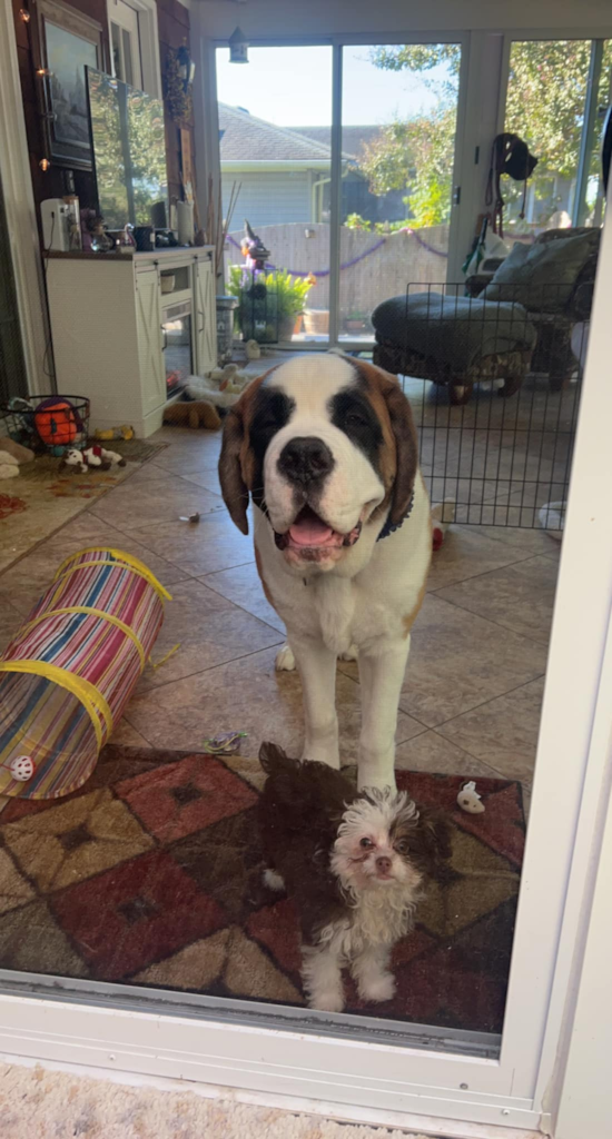 Mini Aussiedoodle Being Cute