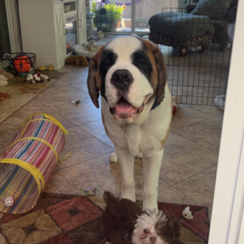 Mini Aussiedoodle Being Cute