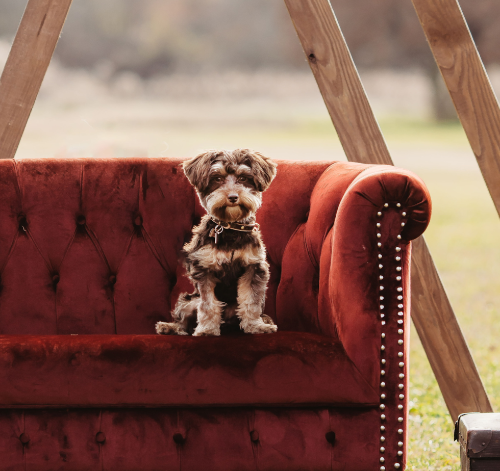 Smart Yorkie Poo Poodle Mix Pup