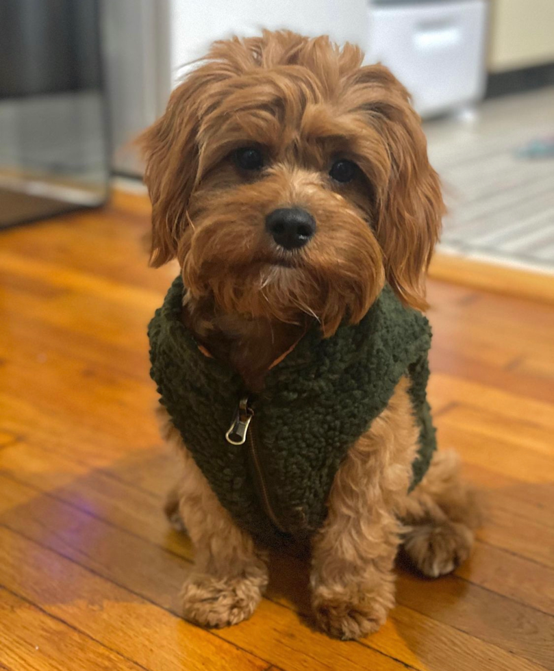 Little Cavoodle Poodle Mix Pup