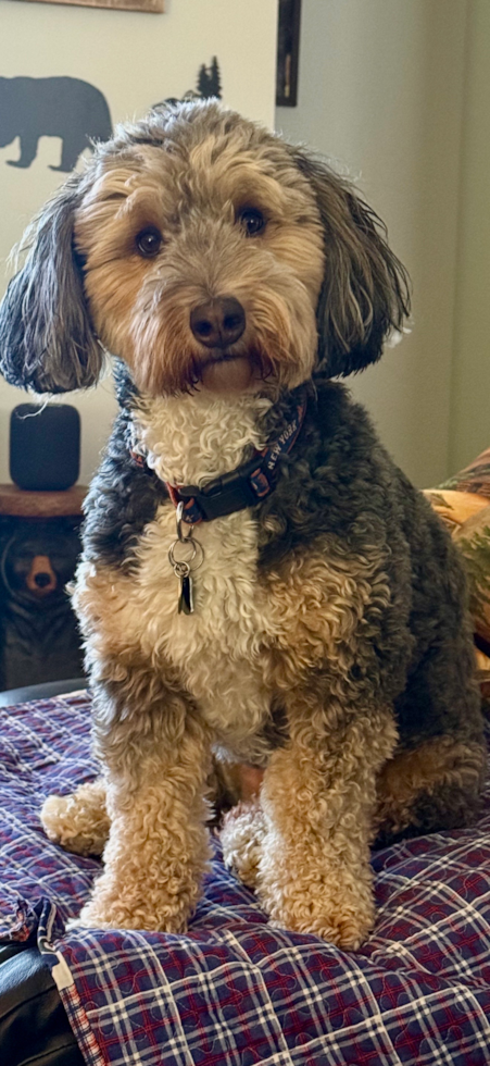 Sweet Mini Bernedoodle Pup
