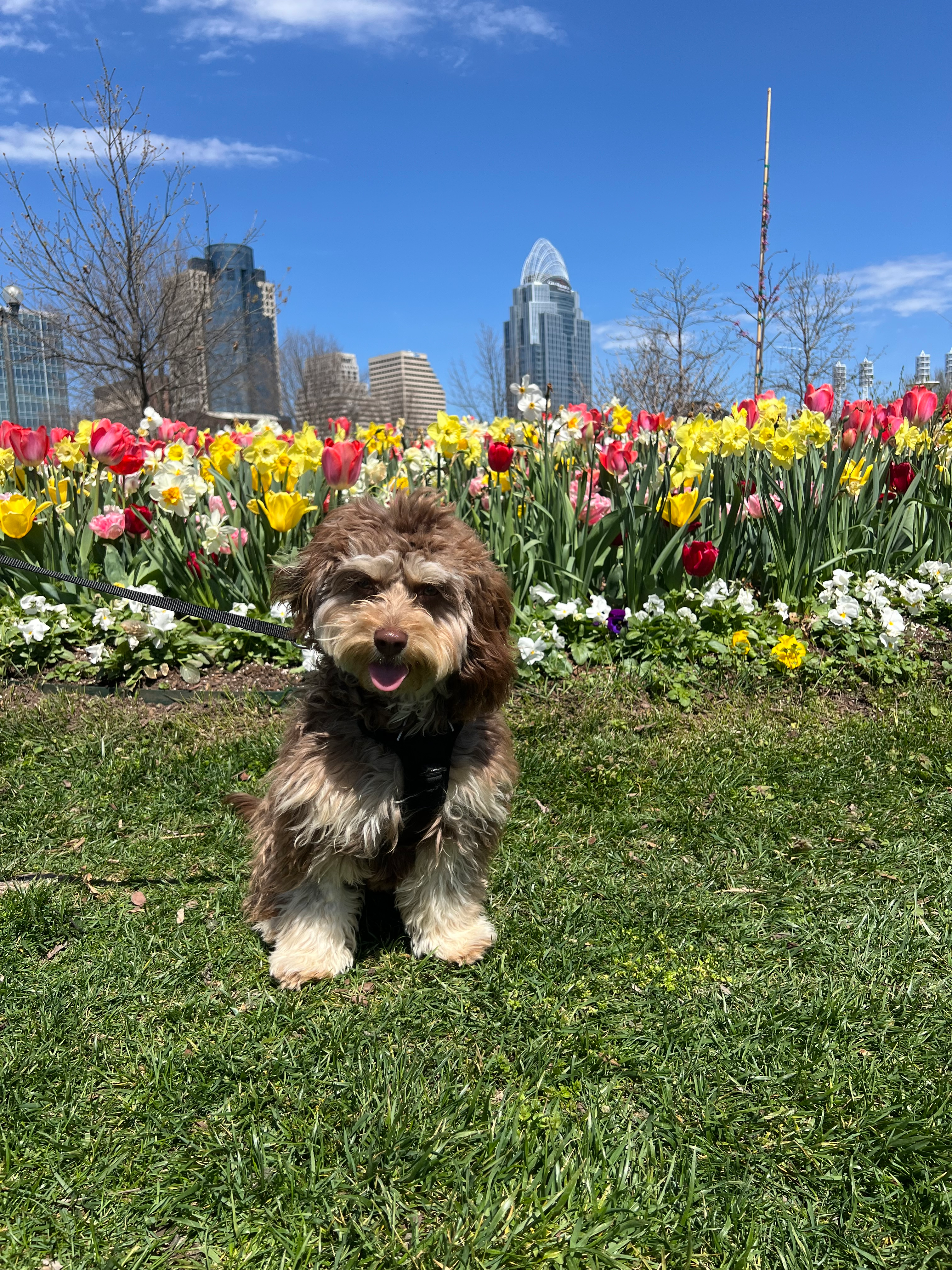 Sweet Cavapoo Baby
