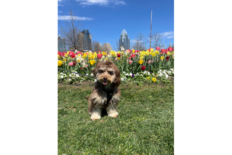 Sweet Cavapoo Baby