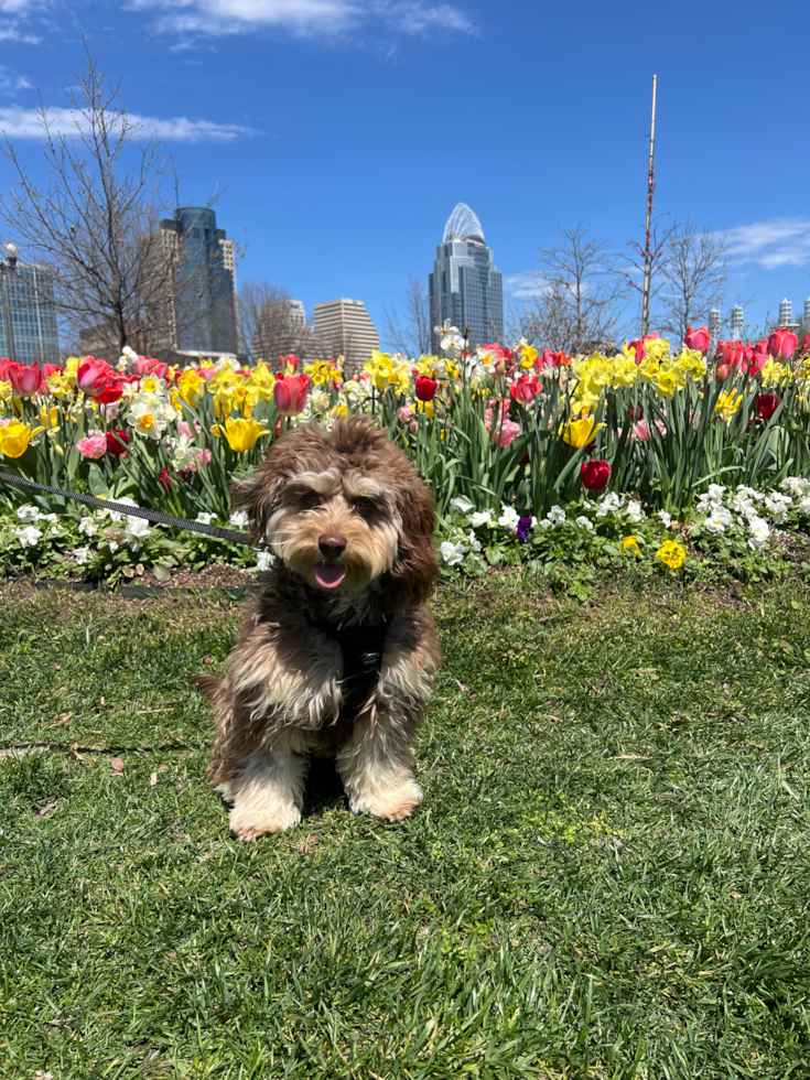 Happy Cavapoo Pup in