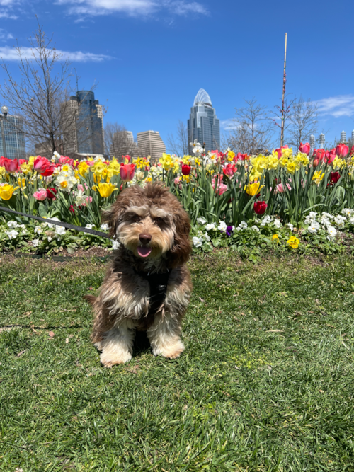 Happy Cavapoo Pup in