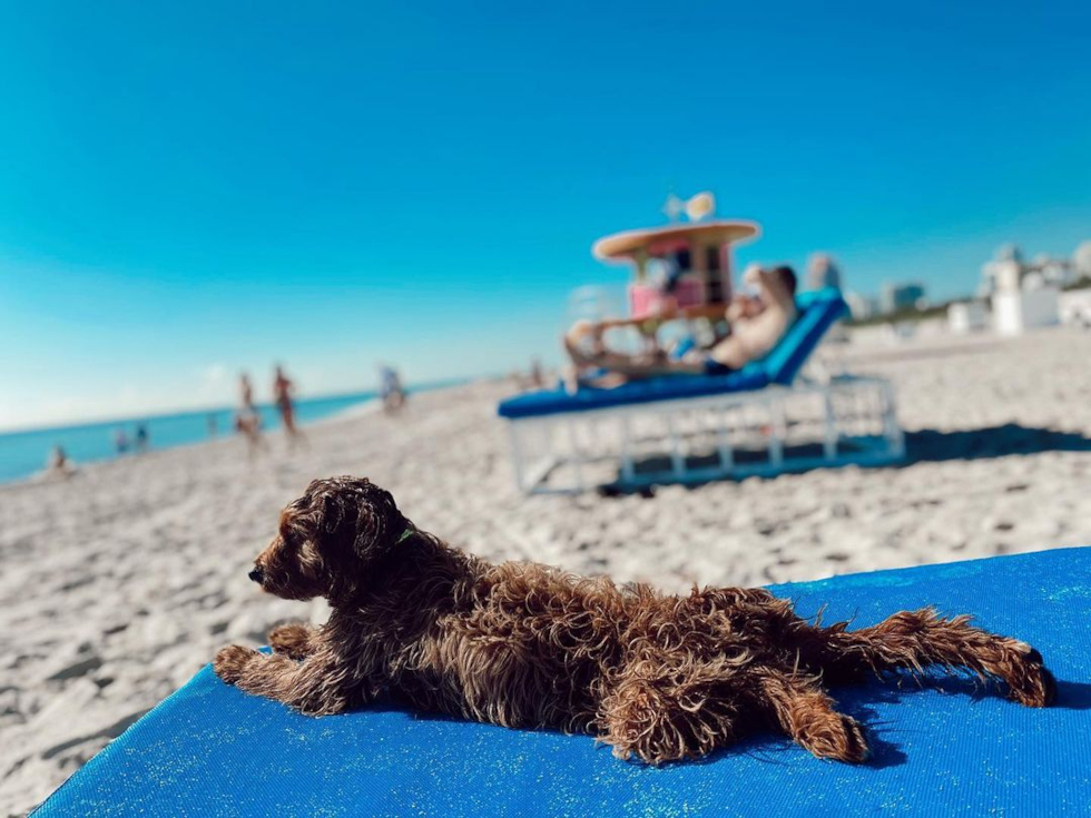 Energetic Cavoodle Poodle Mix Pup