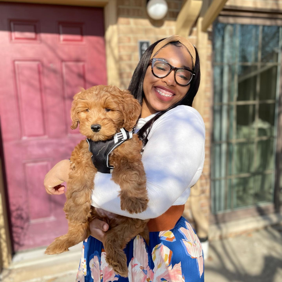 Friendly Mini Goldendoodle Pup