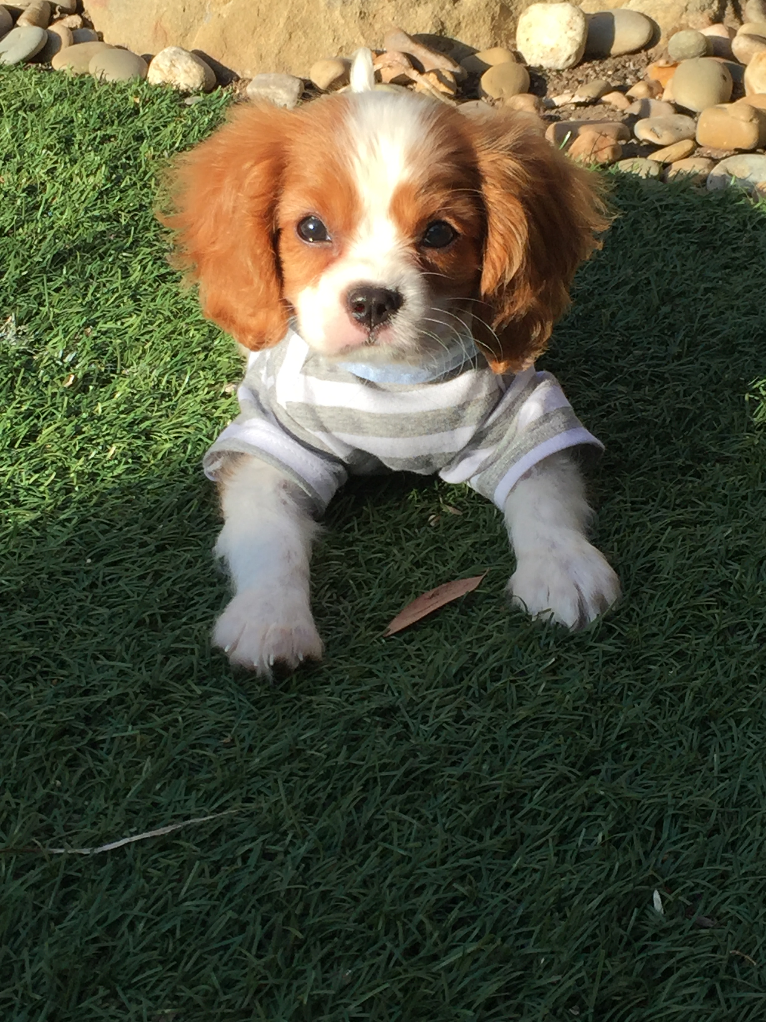 Cavalier King Charles Spaniel Pup Being Cute