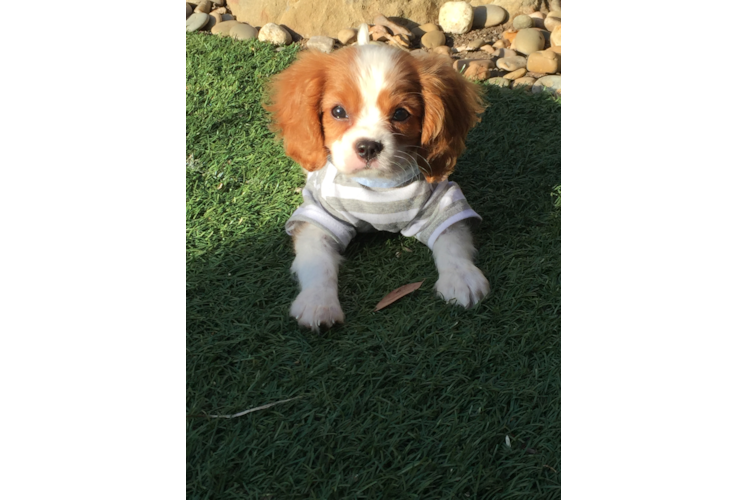 Cavalier King Charles Spaniel Pup Being Cute