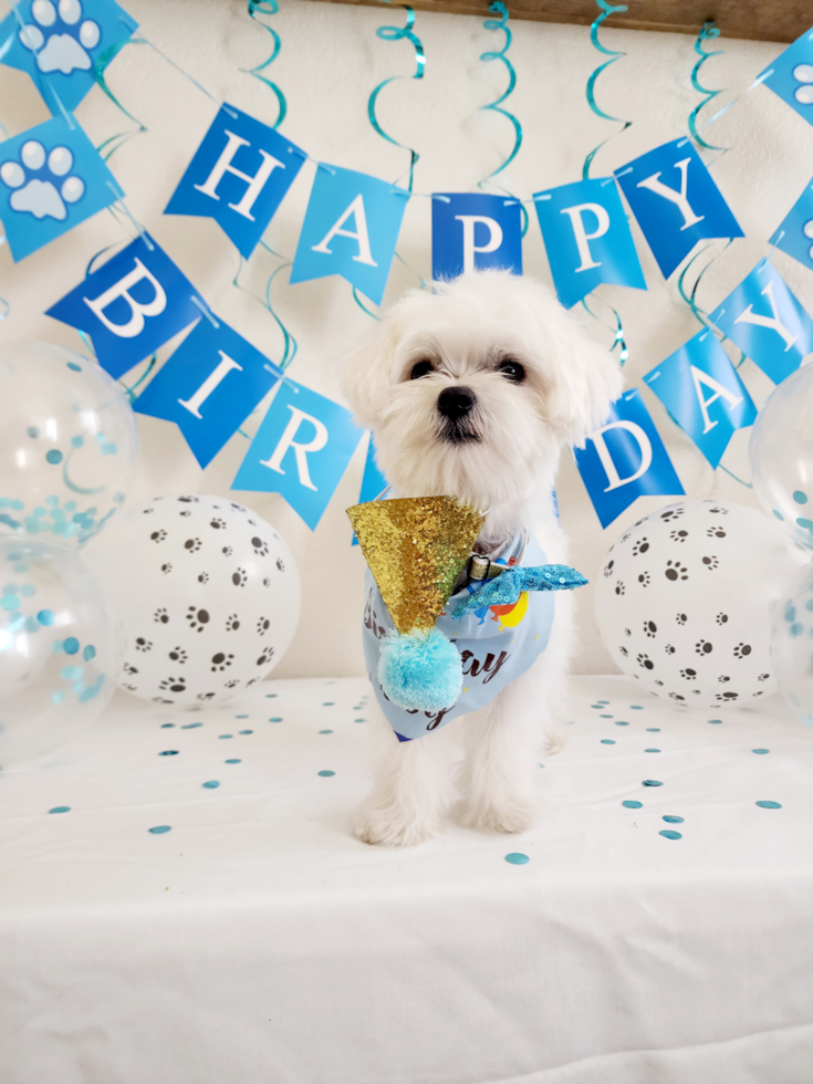 Adorable Maltese Purebred Pup