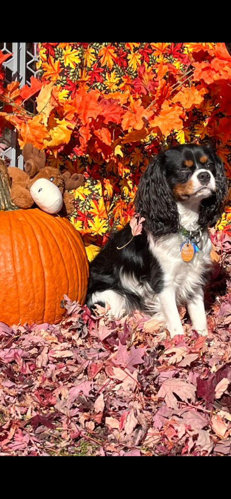 Cavalier King Charles Spaniel Pup