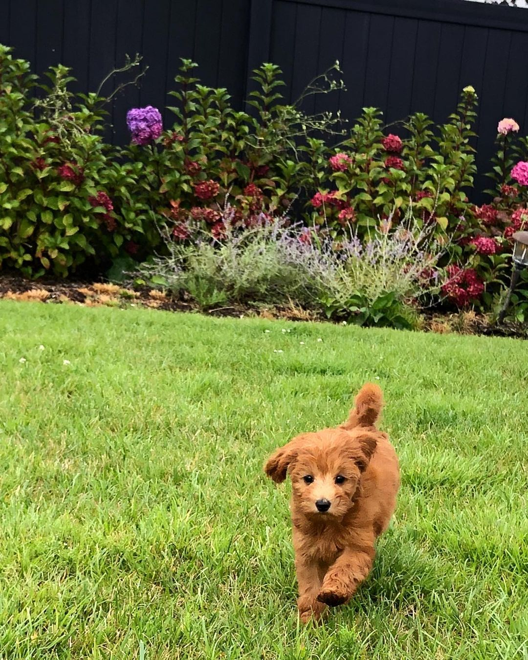 Smart Mini Goldendoodle Poodle Mix Pup