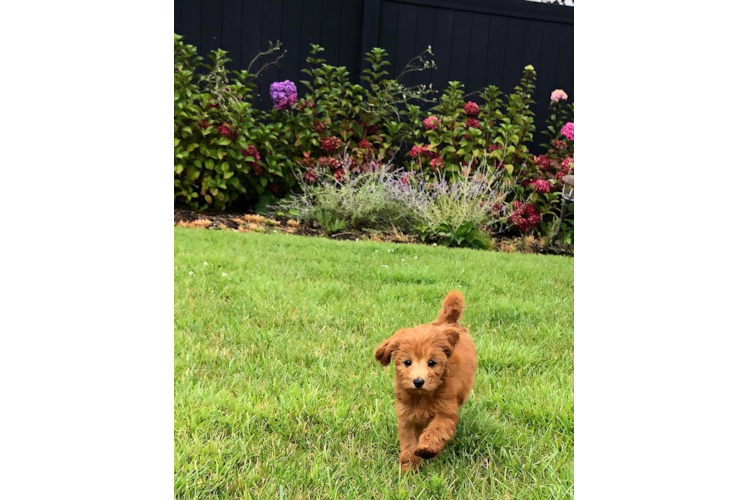 Smart Mini Goldendoodle Poodle Mix Pup