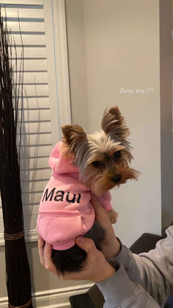 Cleveland Yorkshire Terrier Pup