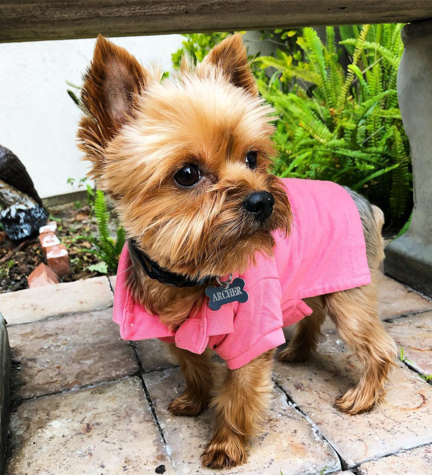 Akc Registered Yorkshire Terrier Purebred Pup