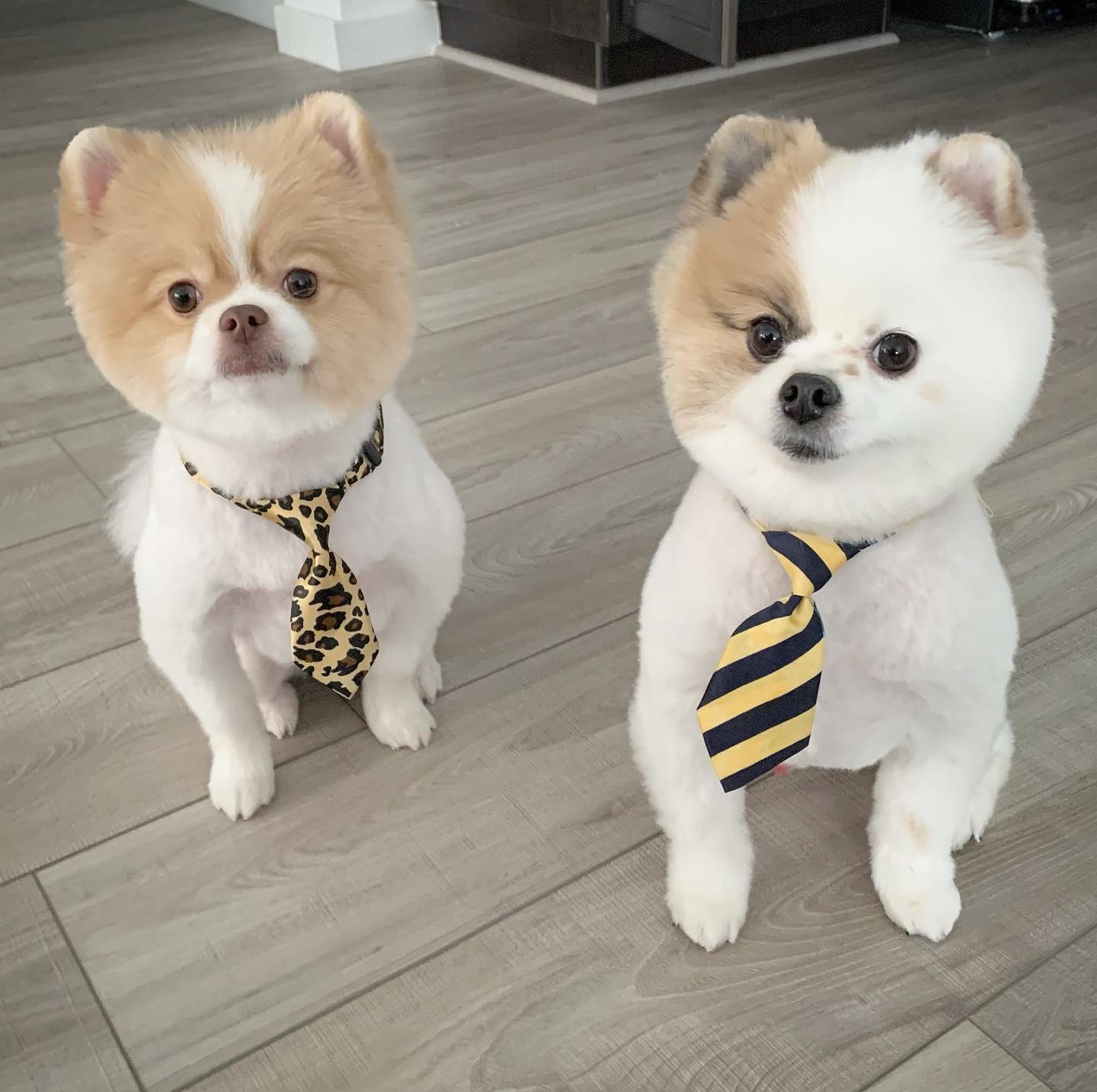 Pomeranian Puppy for Adoption
