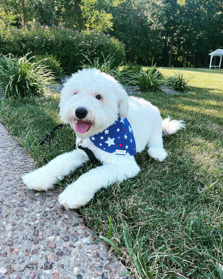 Adorable Sheep Dog Poodle Mix Pup