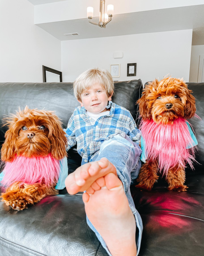 Small Cavapoo Pup