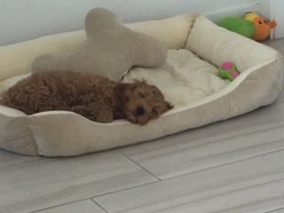 Playful Golden Retriever Poodle Mix Puppy