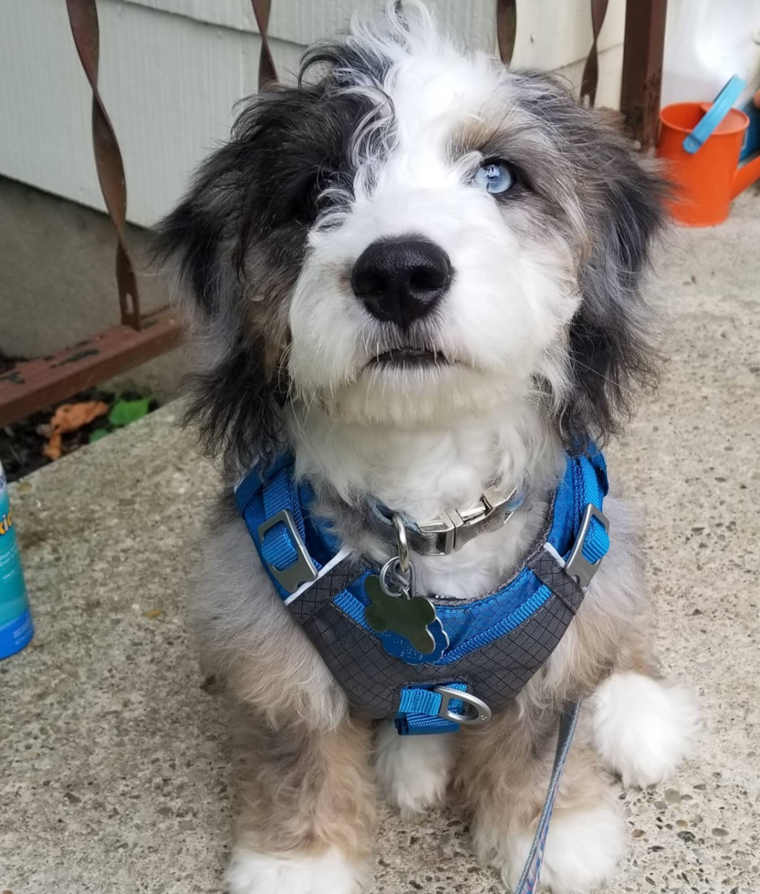 Croton on Hudson Mini Bernedoodle Pup