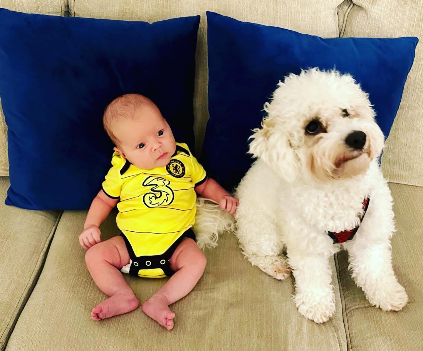 Best Mini Goldendoodle Baby