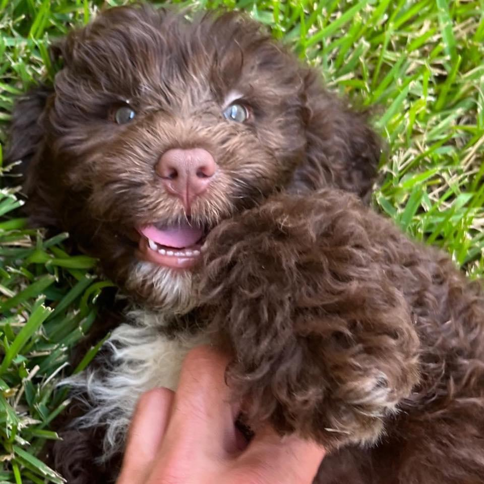 Sweet Portuguese Water Dog Purebred Puppy