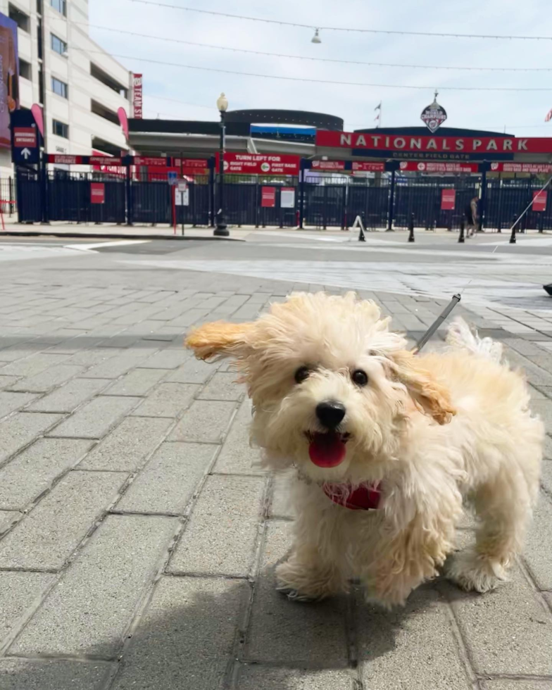 Friendly Poochon Pup