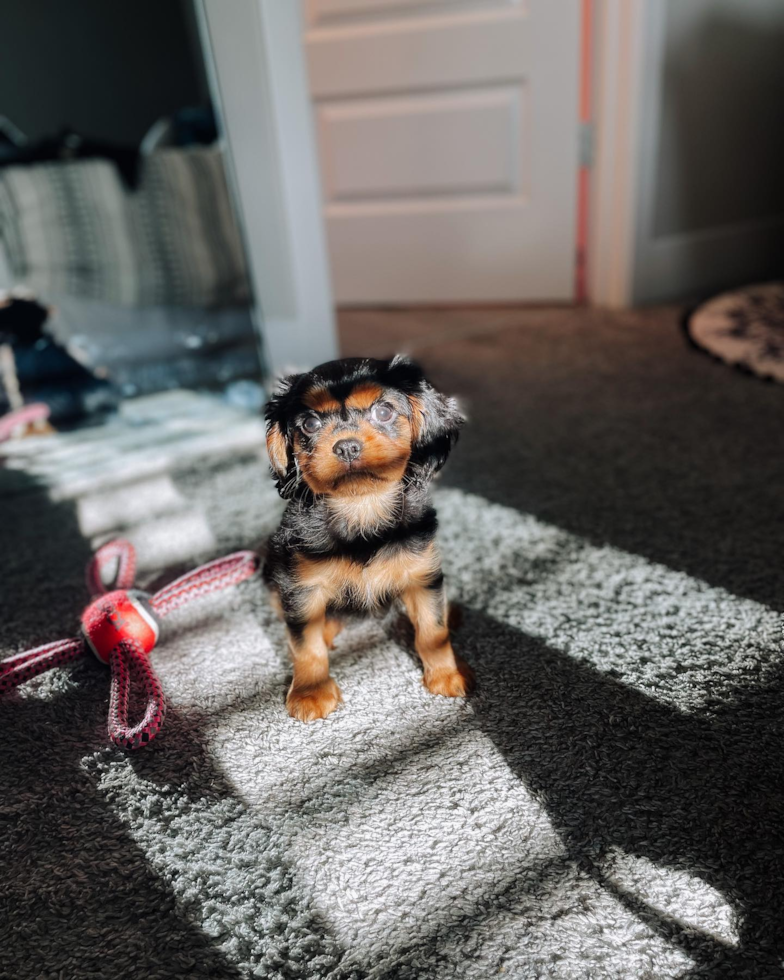 Cute Cavalier King Charles Spaniel Pup in Bargersville IN