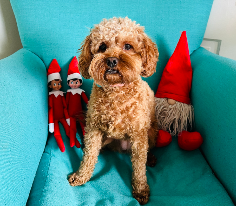 Little Cavoodle Poodle Mix Pup