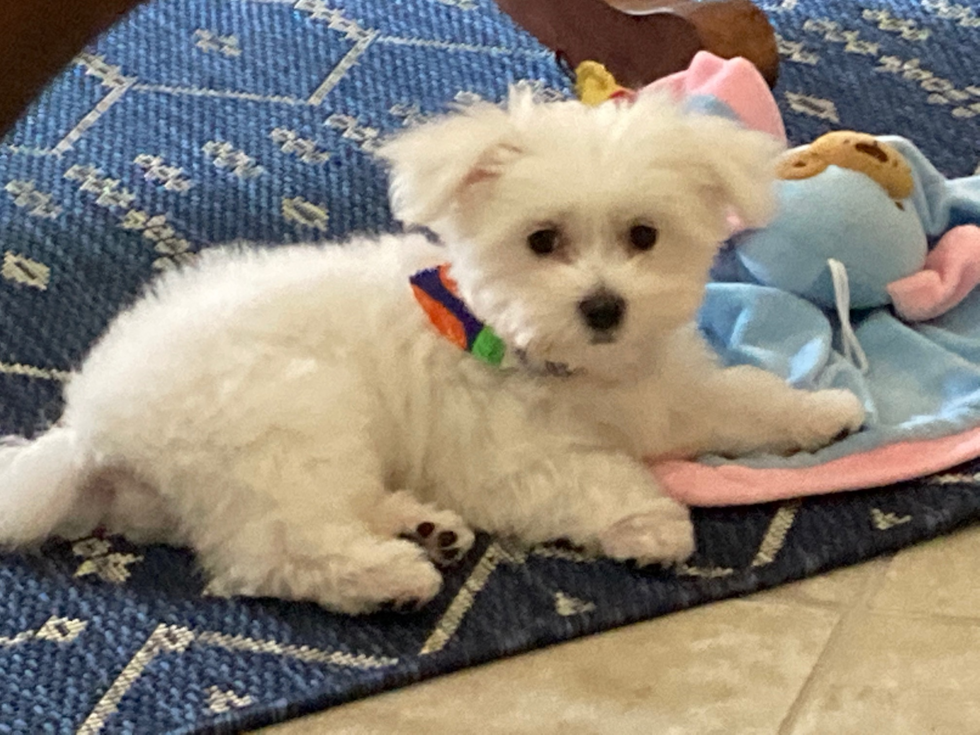 Energetic Maltese Pup in Tampa FL