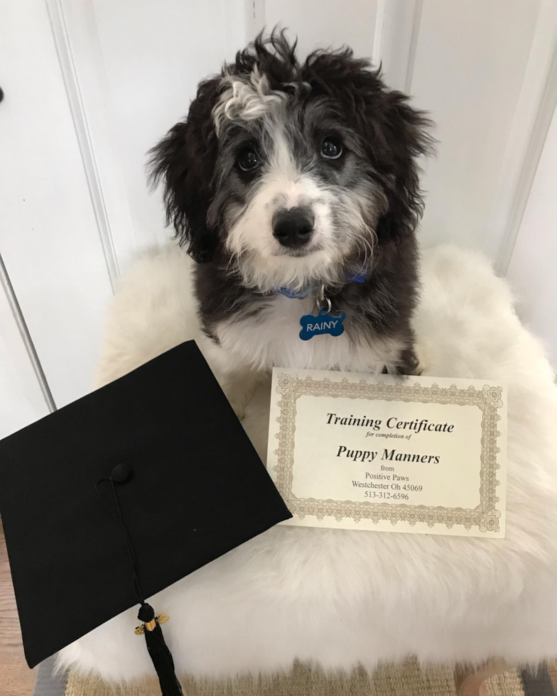 Sweet Mini Aussiedoodle Pup in Loveland OH