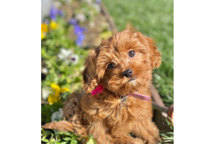 Best Cavapoo Baby