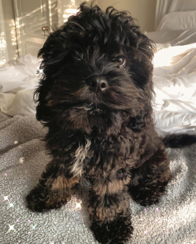 Small Cavapoo Pup