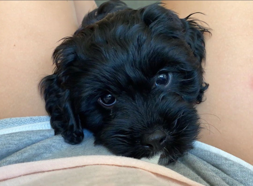 Petite Cavapoo Poodle Mix Pup