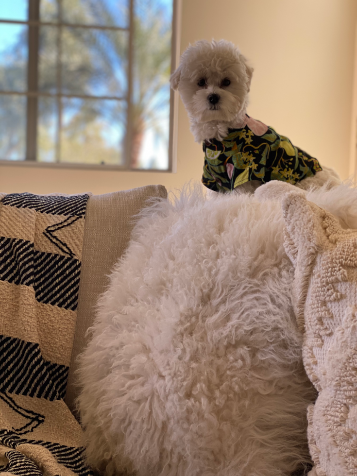 Sweet Maltipoo Pup in Scottsdale AZ