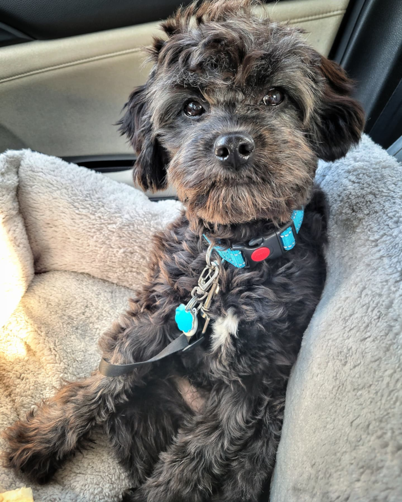 Friendly Cavapoo Pup