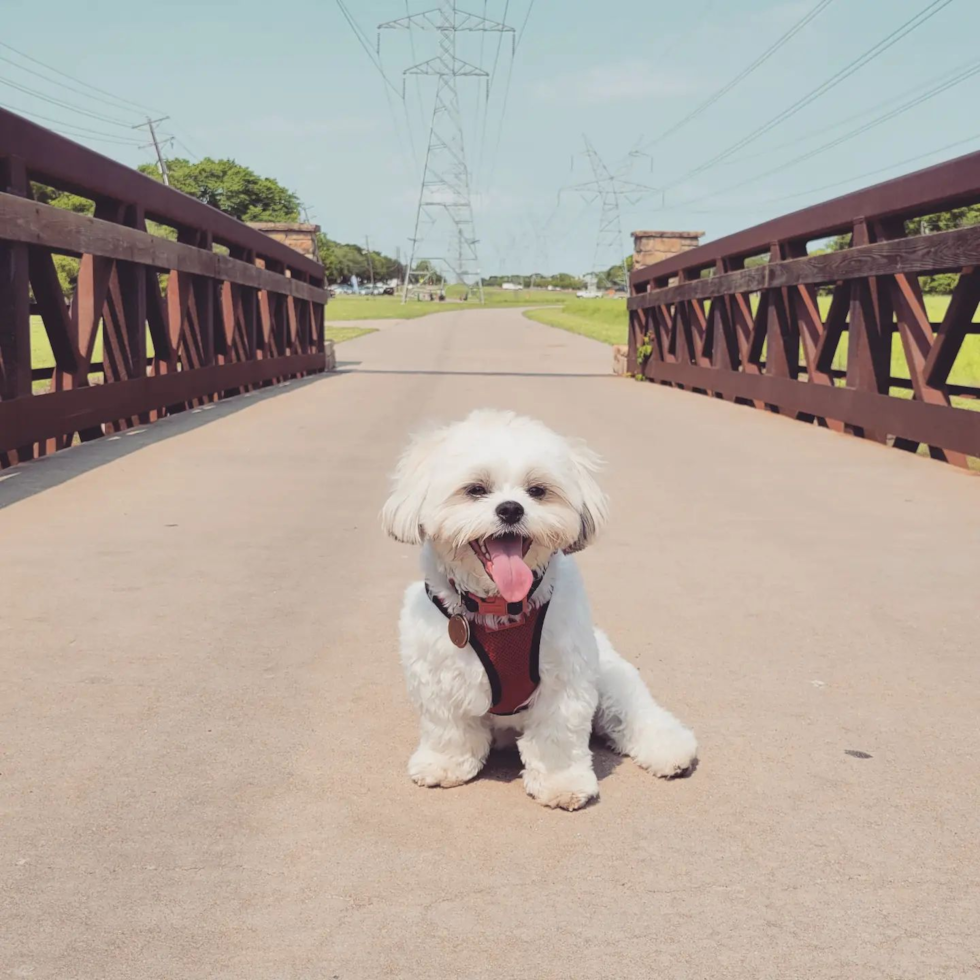 Teddy Bear Being Cute