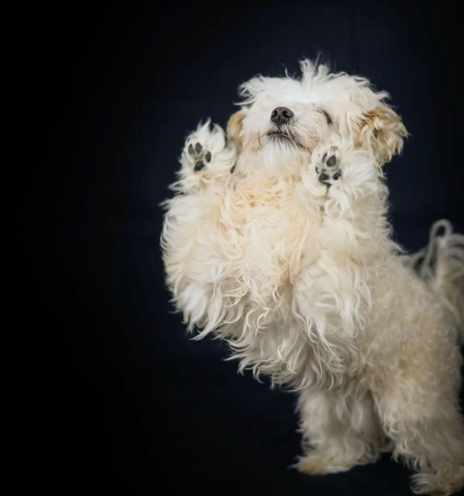 Maltipoo Pup
