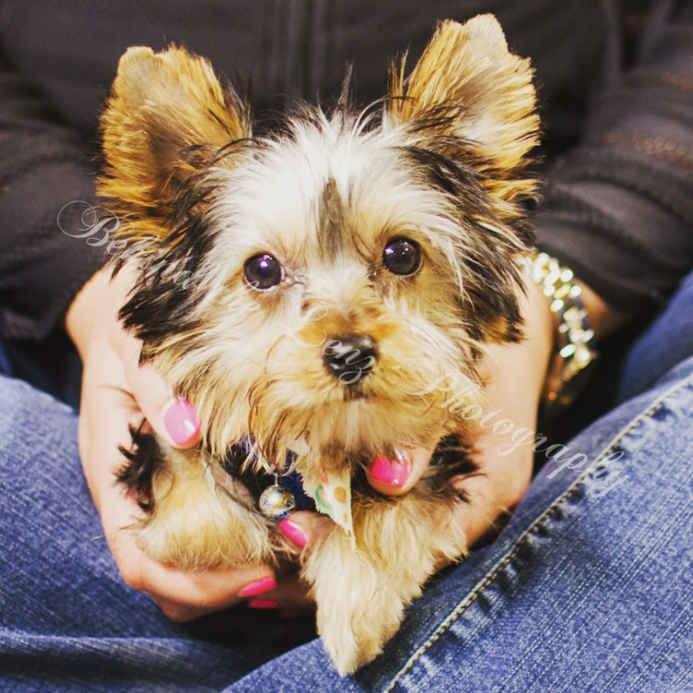 Funny Yorkshire Terrier Purebred Pup