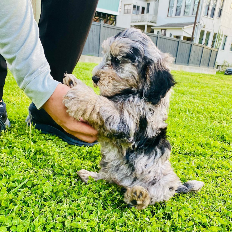 Cute Mini Sheepadoodle Pup in Louisville KY