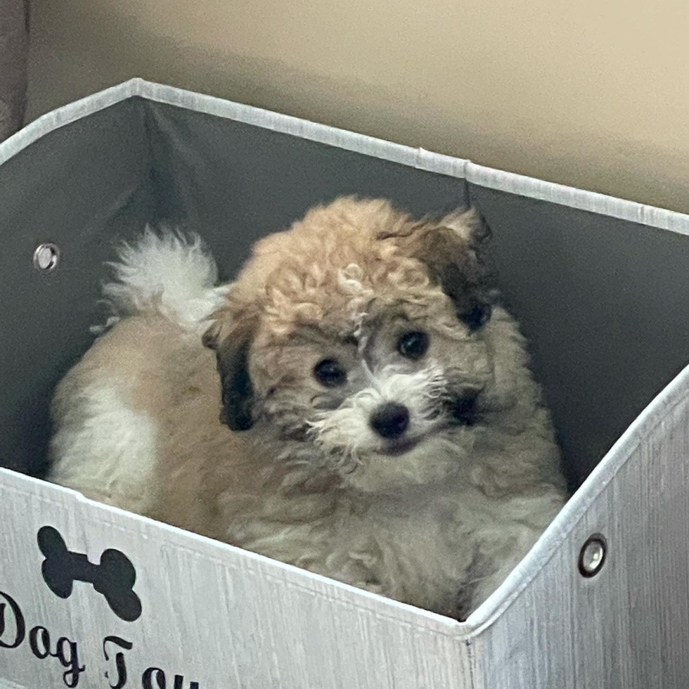 Hypoallergenic Havanese Purebred Pup