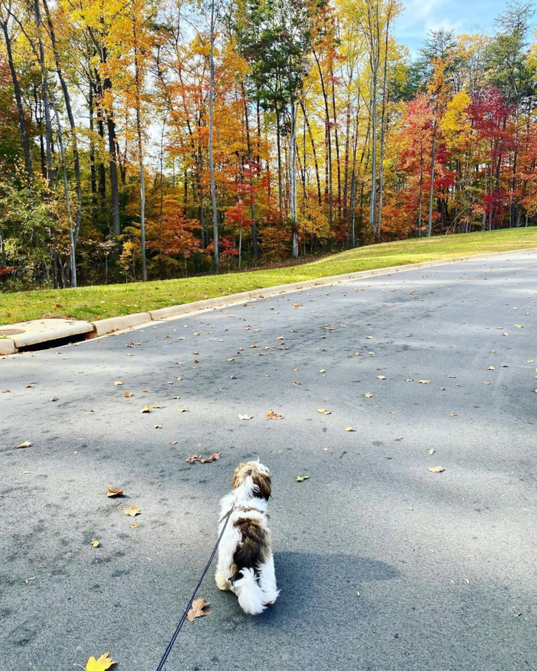 Friendly Shih Tzu Purebred Pup