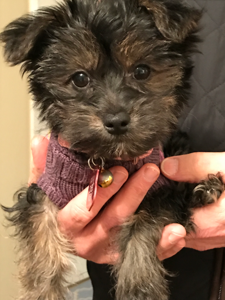 Popular Yorkie Poo Poodle Mix Pup