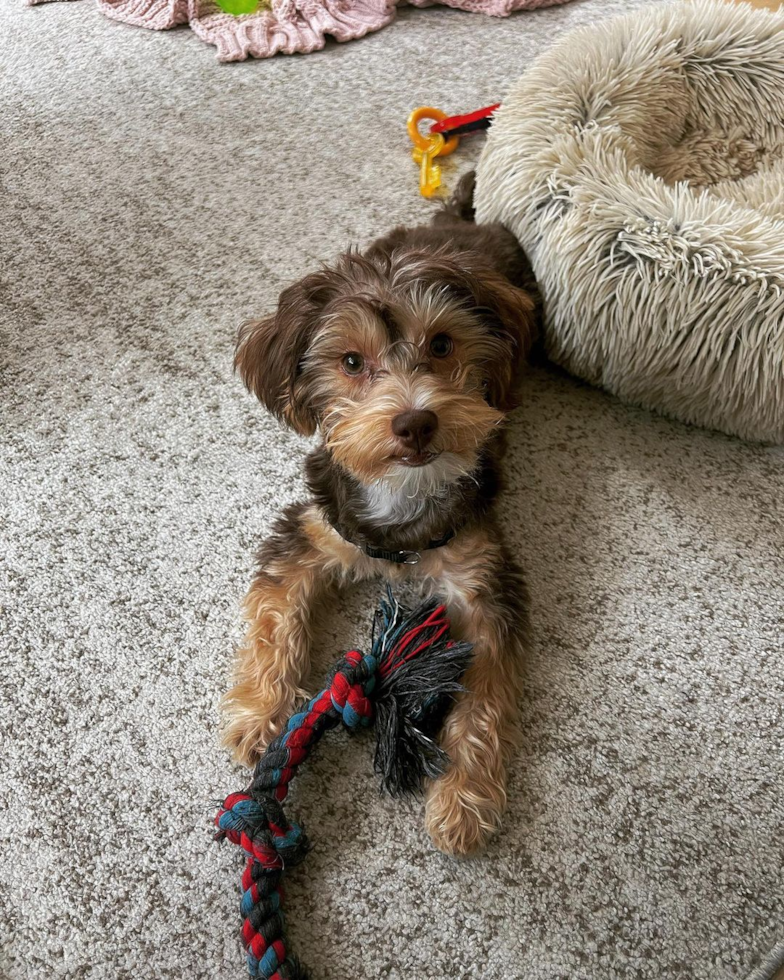 Sweet Yorkie Poo Pup