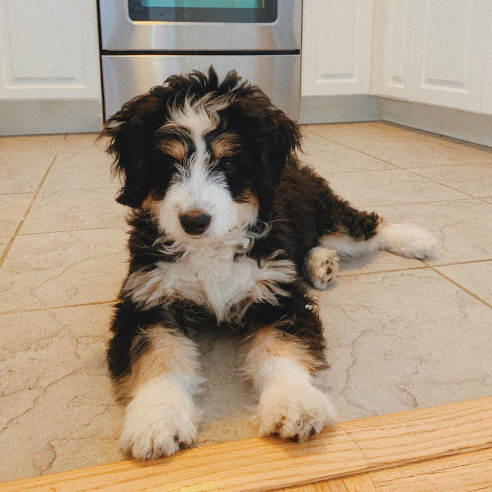 Petite Mini Bernedoodle Poodle Mix Pup