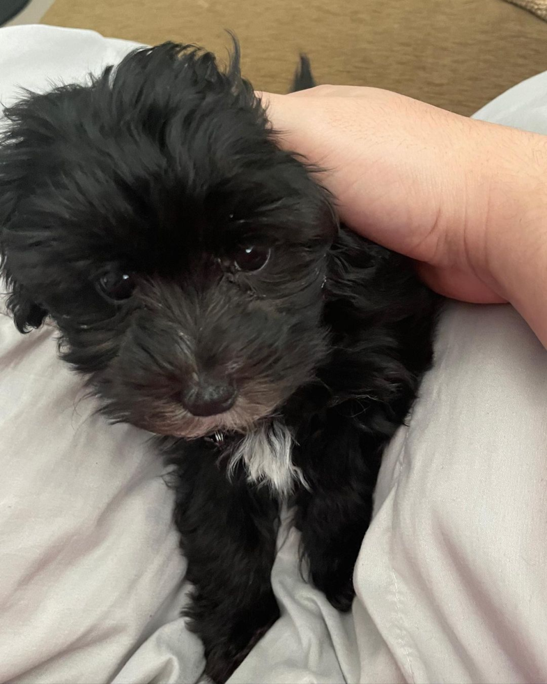 Adorable Maltepoo Poodle Mix Pup