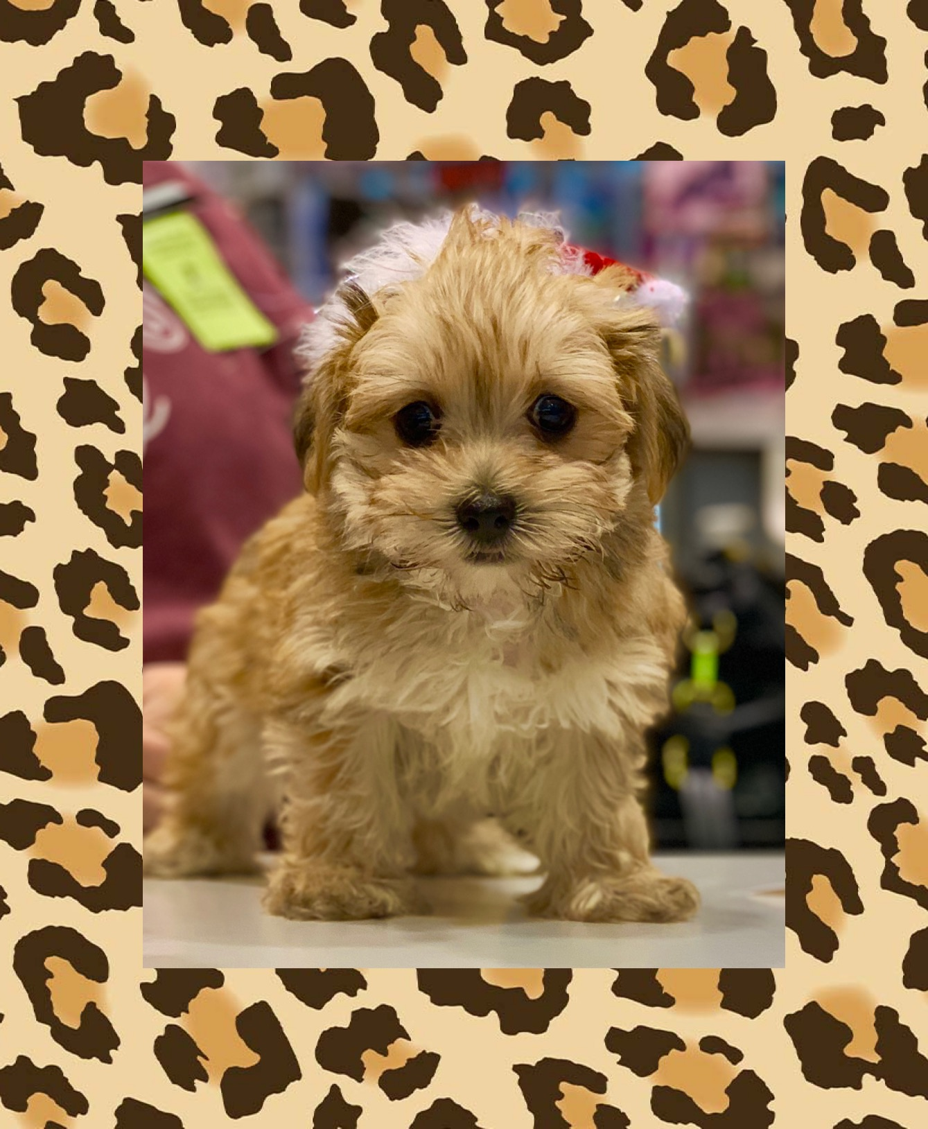 Adorable Yorkie Designer Puppy