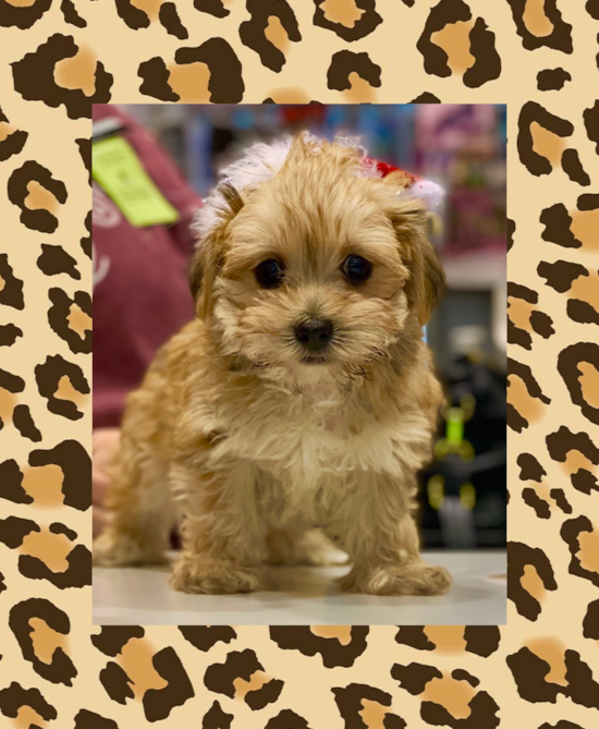 Dearborn Morkie Pup