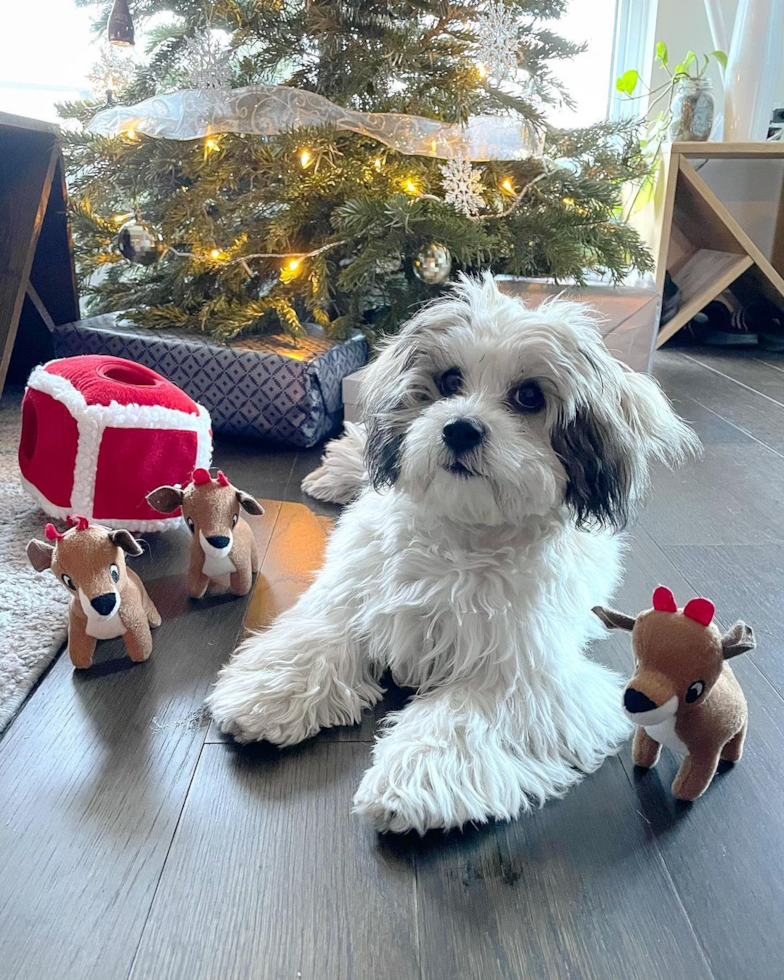 Sweet Teddy Bear Pup in Walnut Creek CA